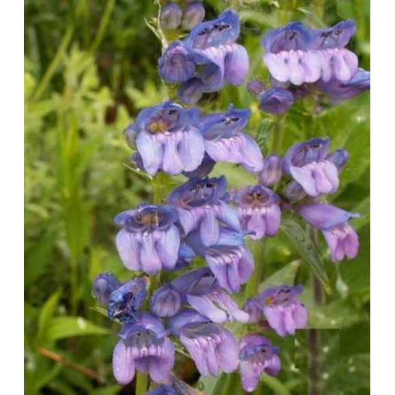 Rocky Mountain Penstemon Wildflower/Annual/Full Sun/ 3750 Seeds 1/8 oz/ Zellajake Farm and Garden - B12