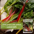 thumbnail image 3 of Rainbow Swiss Chard Seeds - Non GMO Heirloom Varieties for your Home Vegetable Garden - 2 Pack, 3 of 5