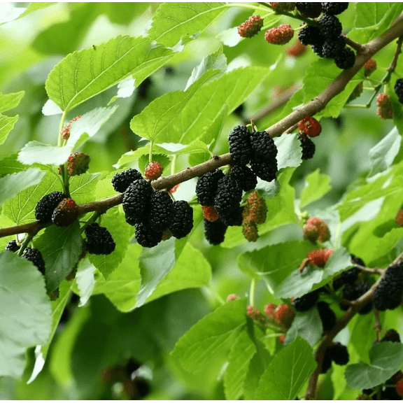 Illinois Everbearing Mulberry Plant Black Mulberries Fruit Tree 4-6"Tall
