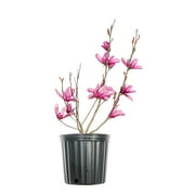 1 Gal. Ann Magnolia - Showy Flowers - Late Blooming