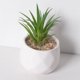 thumbnail image 3 of Juego de 4 mini plantas suculentas artificiales surtidas en macetas modernas de cerámica con textura blanca., 3 of 5