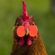 thumbnail image 4 of NUOLUX 100Ud Gafas Para Gallinas Protección Antipeleas Con Lentes Resistentes, 4 of 6