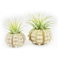 thumbnail image 6 of Beautiful Air Plant Sputnik Sea Urchin Set - Nautical Gift Beach Decor Coastal 1 1/2" Tillandsia Beach Cottage Decor (1), 6 of 6