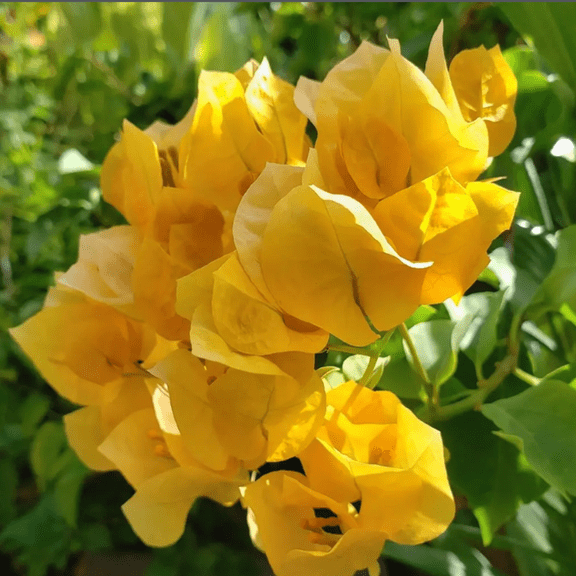 Set 2 Gold Bougainvillea Plant Live, Yellow Bougainvillea Tree Flower Plant Outdoor, 4-6 inches Tall