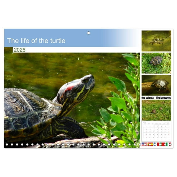 The life of the turtle (Monthly Wall Calendar 2026 11.7 x 16.5 (open)), CALVENDO 14 Month Calendar