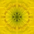 thumbnail image 3 of Grayscale 15x15 Black Modern Framed Museum Art Print Titled - Flower Medallion II, 3 of 5