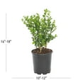 thumbnail image 4 of (12 pack) Expert Gardener 2.5QT Fall Boxwood Wintergreen Live Shrub Plant Sun, 4 of 8