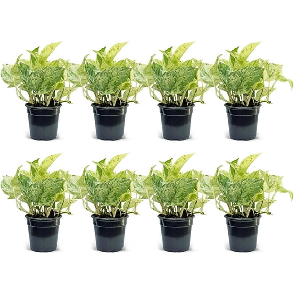 8 Pack Live Marble Queen Pothos, Indoor Potted Houseplant, Birthday Gift, Air Purifying Plant, Variegated Houseplant, Sympathy Gift in 4" Pot