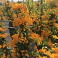 thumbnail image 5 of 3 Bougainvillea Plants, Gold Bougainvillea Bush from 4 Inches Tall, Bougainvillea Tree Live, Live Bougainvillea Vines Plants Rooted, Spring Flowering Planting for Outdoor Planting, 5 of 7