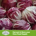 thumbnail image 5 of 2 Packs Palla Rossa Chicory Seed - Non-GMO Heirloom Perennial Full Sun Vegetable, 5 of 8
