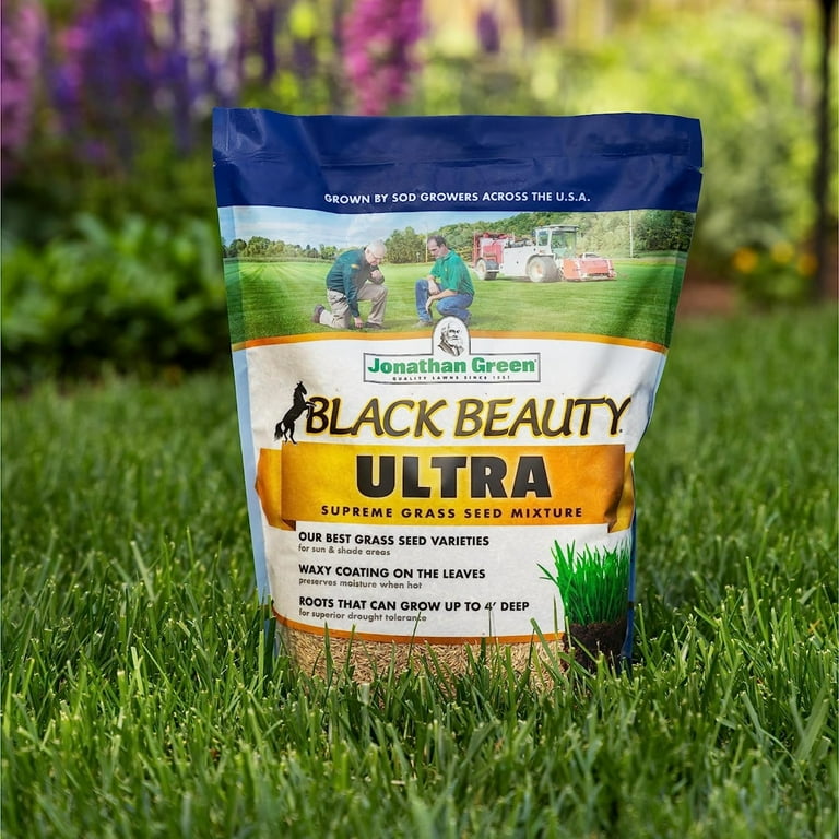 Black beauty clearance jonathan green