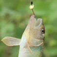 thumbnail image 3 of Pesca Carolina Ready Rig Con Pesca Sinker Wacky Hooks Swivel Wire Leader Line Guardurnaity OD014625-01, 3 of 6