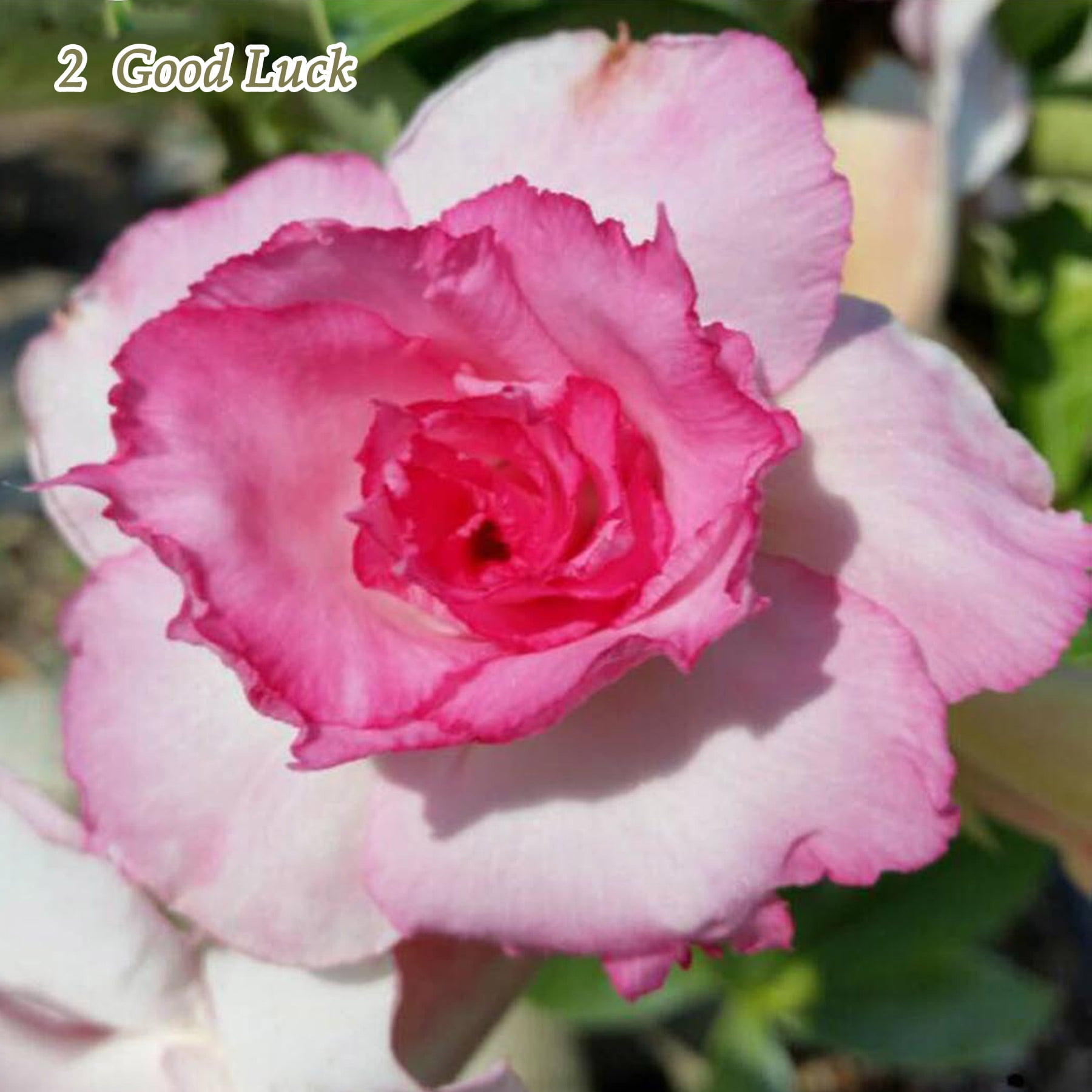 COZ Desert Rose Live Plant Adenium Obesum Double Flower