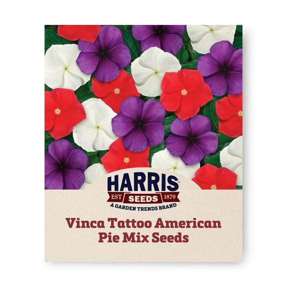 Harris Seeds - Vinca Tattoo™ American Pie Mix Seeds - Unique Blueberry & Red Varieties - 25 Seeds