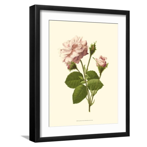 Art.com Victorian Rose II Art Print by R^ Guillot, Black Frame Wall Art, 17" x 21"