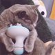 thumbnail image 5 of Masajeador de cabeza de gato, cabezal de cepillo de silicona suave, masaje suave, carga USB, masajeador eléctrico para mascotas Adepaton MZQ-0180, 5 of 5