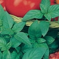 thumbnail image 4 of Ferry-Morse Basil Genovese Annual Herb Seeds - Full Sun - 175 mg, 4 of 11