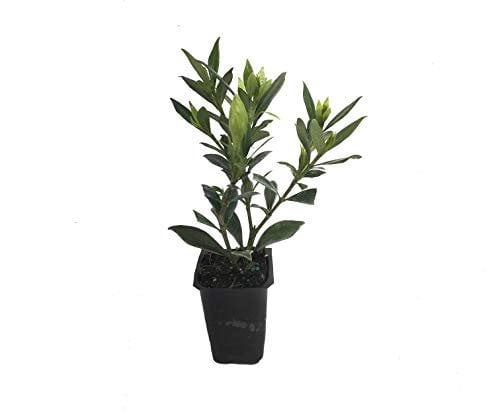 Frostproof Gardenia - 10 Live Plants - Fragrant Blooming Shrub - Gardenia Jasminoides
