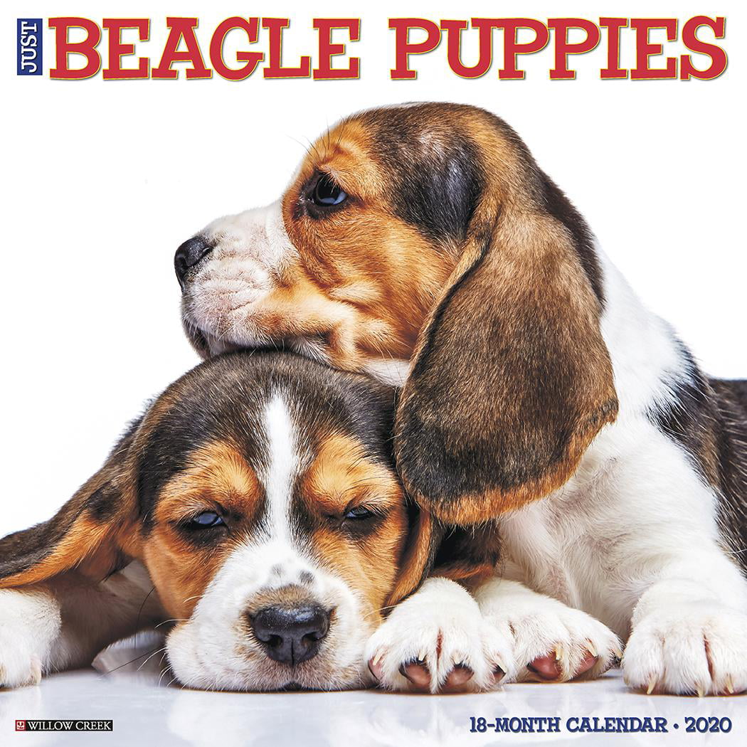 Just Beagle Puppies 2020 Wall Calendar (Dog Breed Calendar) (Other