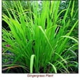 thumbnail image 2 of Gingergrass Essential Oil 15 ml (1/2 fl oz) - 100% Pure and Natural by Silky Scents, 2 of 5