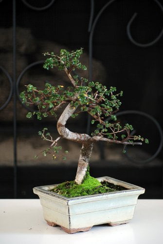 Chinese Elm Bonsai Tree by 9Greenbox