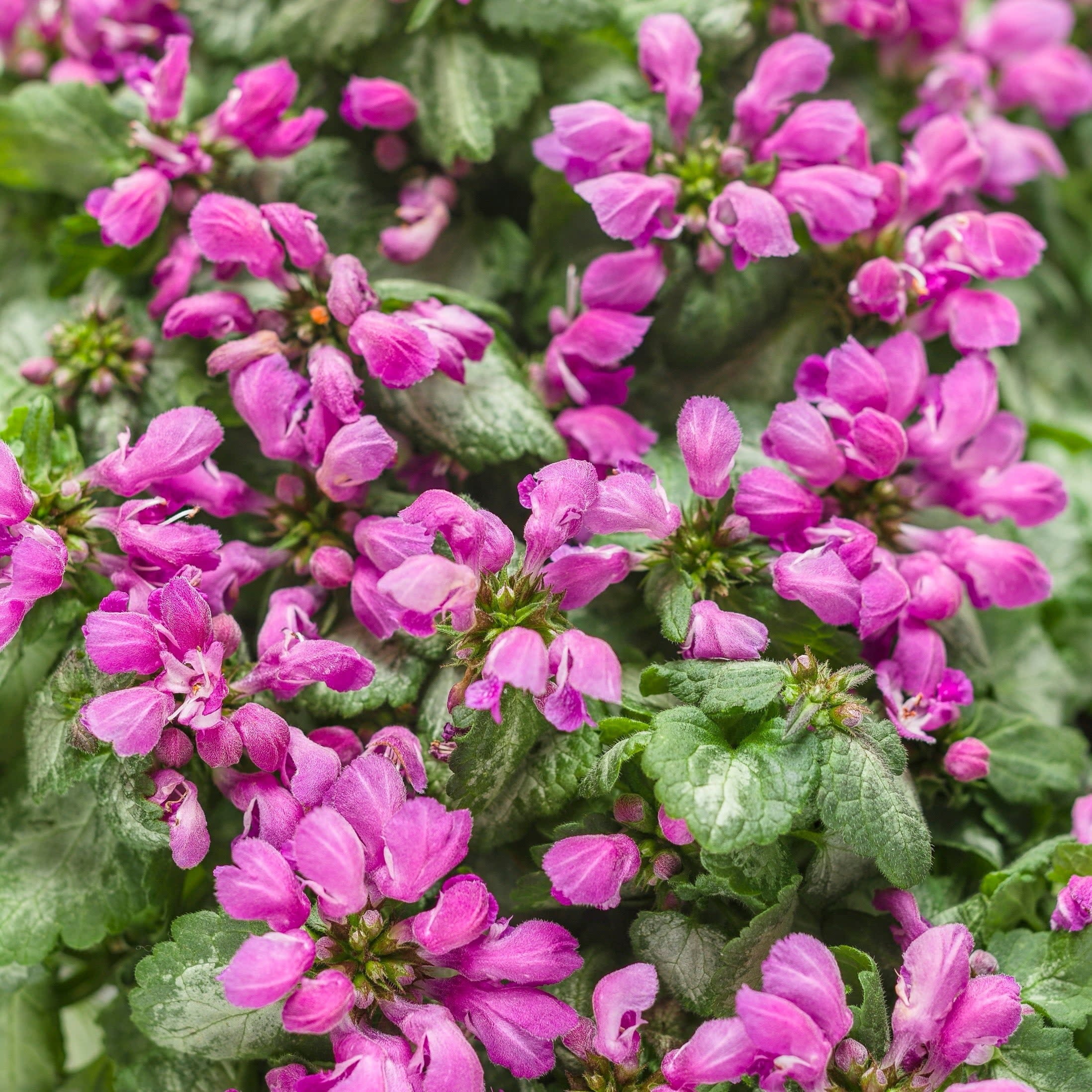 Proven Winners 5" Purple Chablis Dead Nettle Live Plant in 4.5" Pot (4 Count)