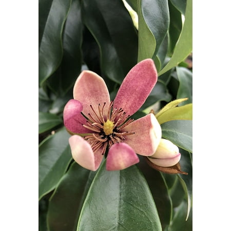 Stellar Ruby Magnolia (2 Gallon) - Pink to Rose-Purple Flowering Shrub - Full Sun Live Evergreen Outdoor Plant Southern Living Plant Collection