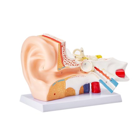 3-Part Enlarged Human Ear Anatomy Model, Outer Middle Inner Ear Display with Base, PVC Physiology Study Tool for Teaching
