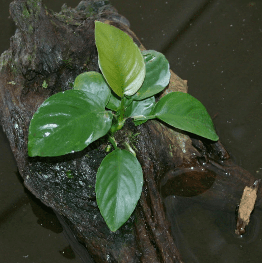 Anubias Barteri Live Aquarium Plant – Easy Low Light Freshwater Aquatic Plant for Fish & Shrimp Tanks
