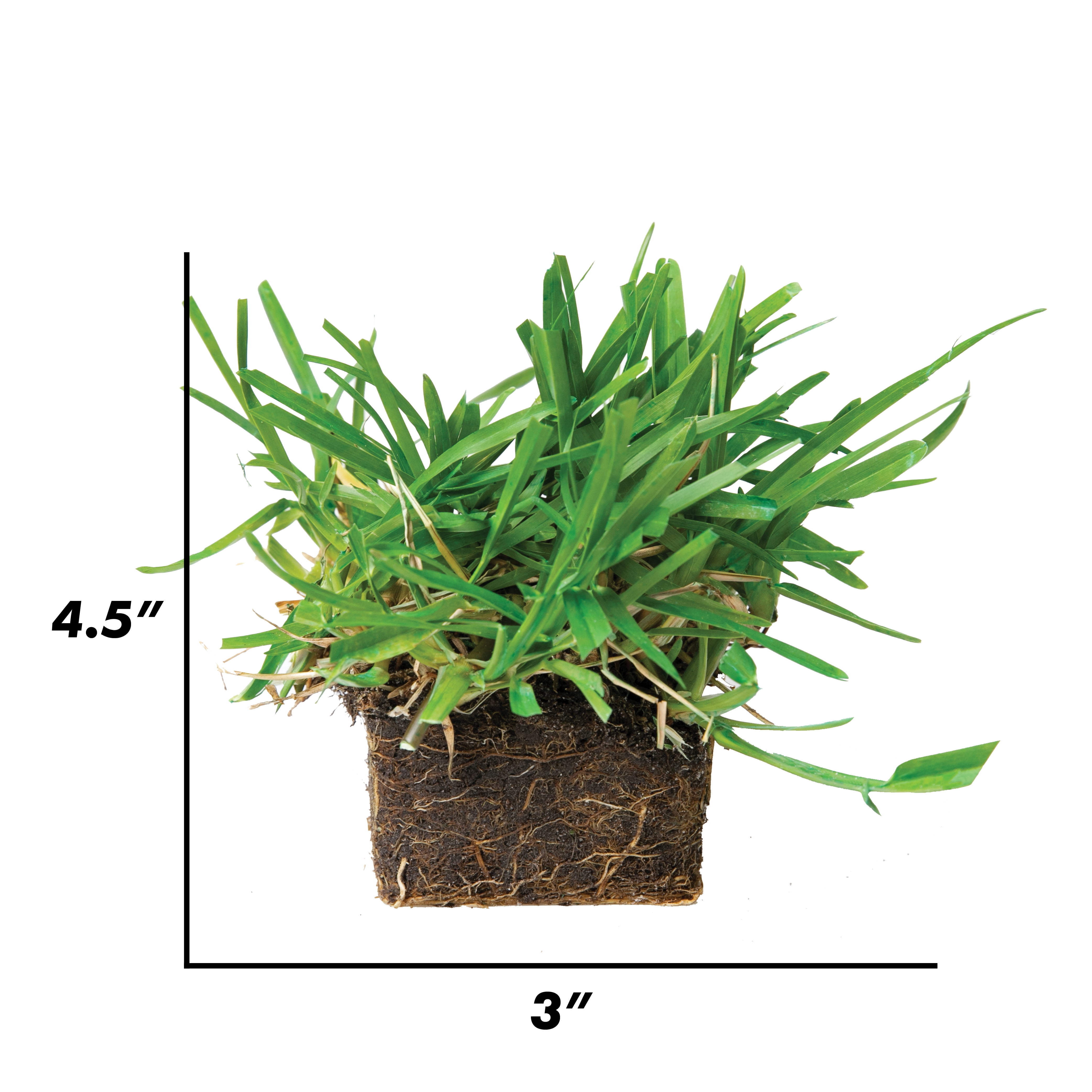 SodPods St Augustine Floratam Grass Plugs (16 Count) Natural, Affordable Lawn Improvement