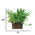 thumbnail image 2 of SodPods St Augustine Floratam Grass Plugs (64 Count) Natural, Affordable Lawn Improvement, 2 of 6