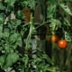 thumbnail image 5 of 50 pinzas de soporte para tallos de tomate, pinzas para enderezar tallos de plantas Phalaenopsis, 5 of 8
