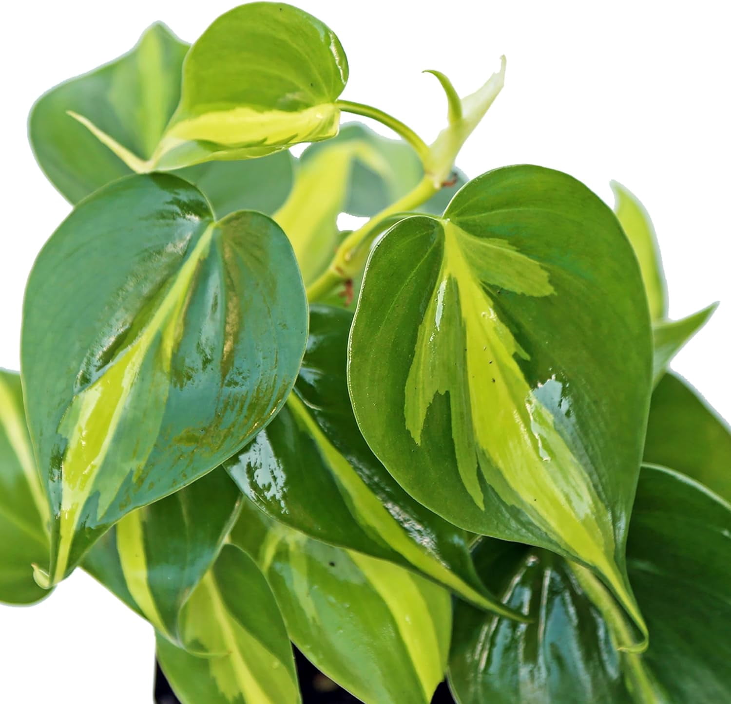 6 Pack Live Brazilian Philodendron Scandens Brazil, Philodendron Live Plant Bundle in 3 Inch Pots, Philodendron Brasil Houseplants, Variegated Indoor Live Plants