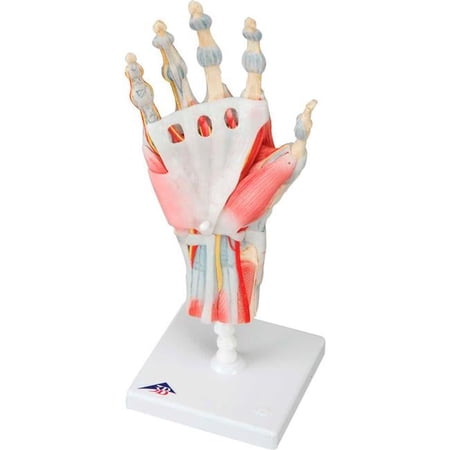 3B Anatomical Model - 4-Part Hand Skeleton with Removable Ligaments & Muscles