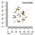thumbnail image 3 of Ferry-Morse 525MG Carrot Rainbow Mix Annual Vegetable Seeds, Full Sun, 3 of 11