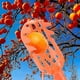 thumbnail image 4 of Fruit Picker Basket | Universal Attachable Orchard Tool for Pear Orange Harvesting | Durable Metal Mesh Design Fits Standard Poles | Easy Install | 1-Pack | Quickly Picks Multiple Fruits, 4 of 5