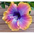 thumbnail image 1 of GSDWIUEW Glamaours 150pcs Japanese Hibiscus Seeds, 1 of 4