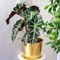 thumbnail image 3 of Alocasia Polly African Mask Live Plant for Indoor | Different Houseplants in 4'' & 6'' Pot | Real House Plant for Living Room, Office & Desk | Elephant Ears | Alocasia amazonica, 3 of 6