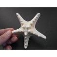 thumbnail image 2 of 6 Large Knobby White Starfish 5"- 6" Beach Cottage Wedding Decor Nautical Crafts, 2 of 4