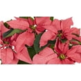 thumbnail image 4 of Holiday Time 1.68QT Pink Poinsettia Live Plant in Decorative Pot Cover, Indirect Sunlight, 4 of 7