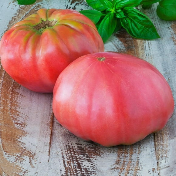 GSDWIUEW Brandywine Pink Tomato Seeds \u2013 40 Heirloom, , Large & Flavorful Beefsteak Tomatoes, Perfect for Slicing & Sandwiches Sweet & Juicy for Home Gardens