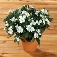 thumbnail image 2 of OakRidge Silk Impatiens Bush – Artificial Flowers Outdoor Décor – White, 18” High, 2 of 3