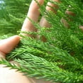 thumbnail image 3 of Brighter Blooms - Cryptomeria Radicans, 4-5 ft. - No Shipping To AK, AZ, HI, 3 of 6