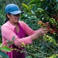 thumbnail image 6 of Swiss Decaf Cold Brew | Organic | Single Origin Coffee | 12oz 1-Pack Coarse Ground | Fresh Roasted, 6 of 7