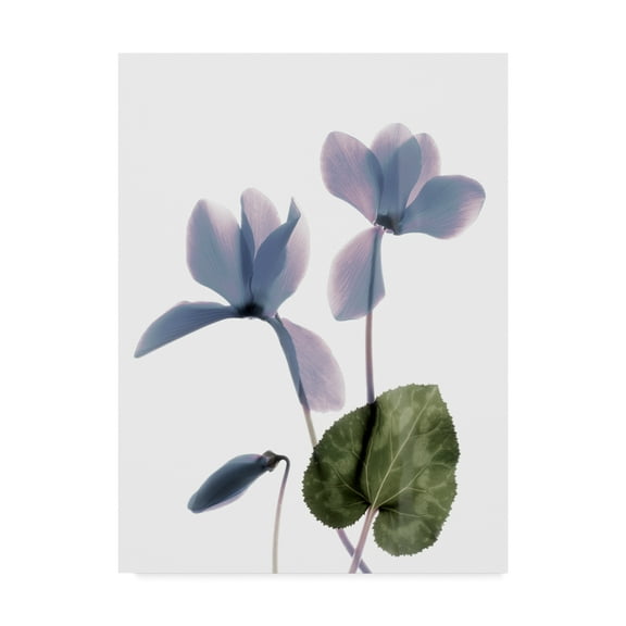 Trademark Fine Art 'Xray Cyclamen' Canvas Art by Judy Stalus