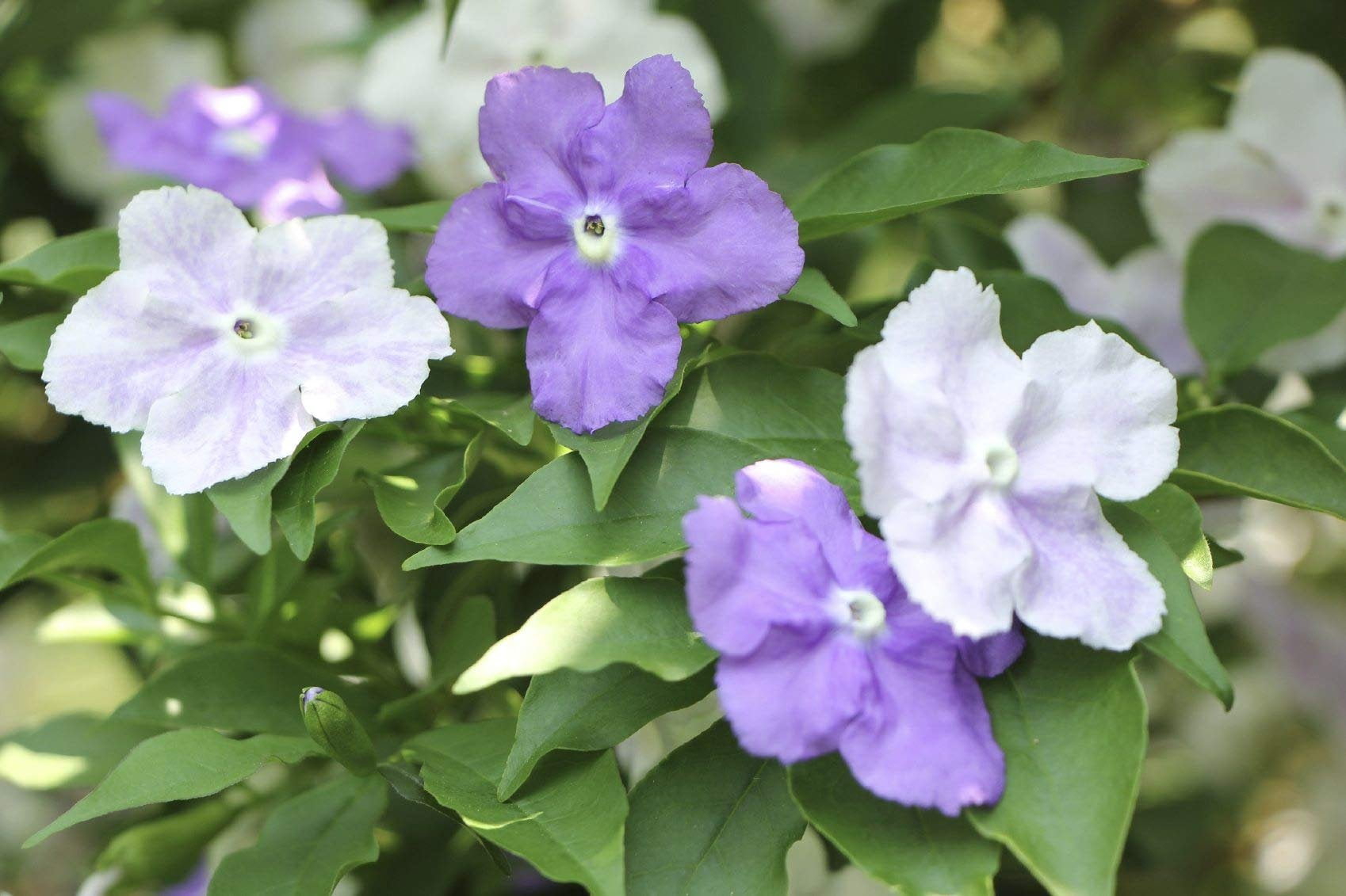 Yesterday, Today and Tomorrow  10 Live Plants  Brunfelsia Pauciflora Floribunda  Beautiful Blooming Violet & White Flowers Evergreen Screening Shrub