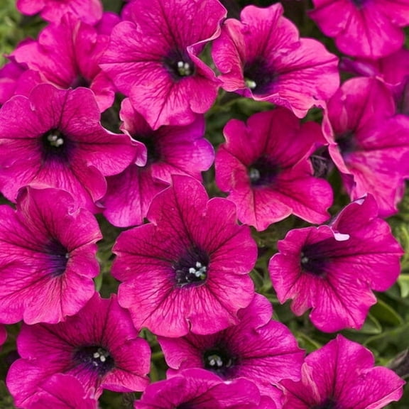50 Bright Pink Petunia Seeds