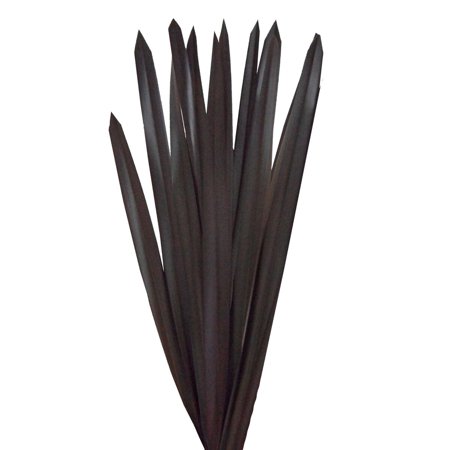 Purple Flax Leaves – Farm Direct Fresh Cut Flowers – 200 Stems Purple Flax Leaves – Farm Direct Fresh Cut Flowers – 200 Stems