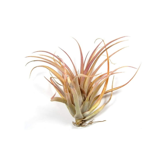 Air Plants Capitata Peach - Live Succulent House Plants - Available in Wholesale and Bulk - Home and Garden Decor - Easy Care Indoor and Outdoor Plants (Pack of 5)