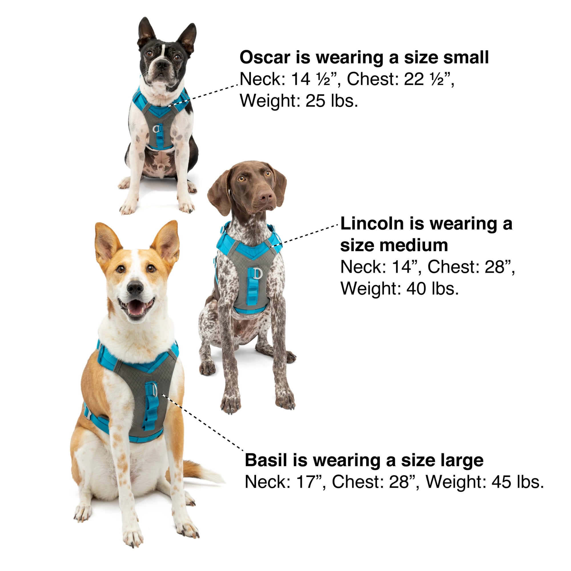 Kurgo journey store harness review
